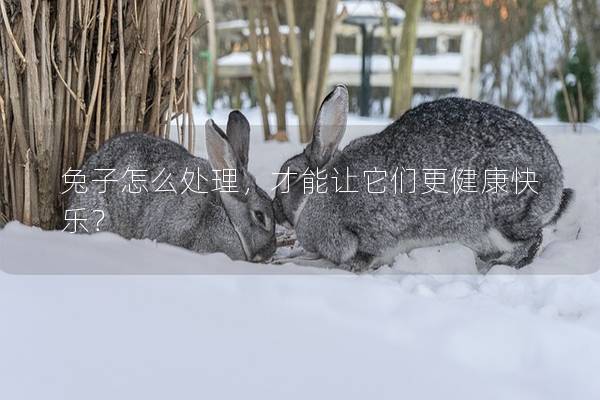 兔子怎么处理，才能让它们更健康快乐？