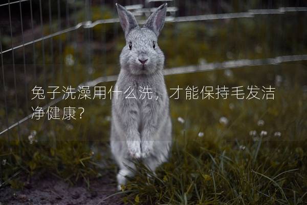 兔子洗澡用什么洗，才能保持毛发洁净健康？