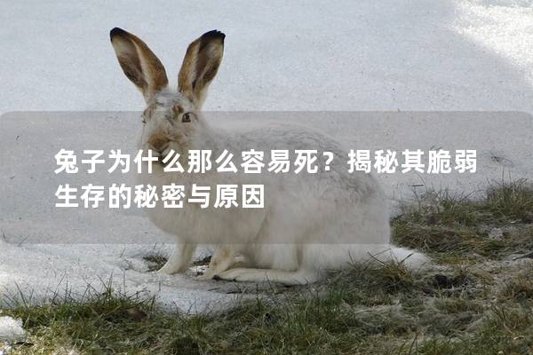 兔子为什么那么容易死？揭秘其脆弱生存的秘密与原因