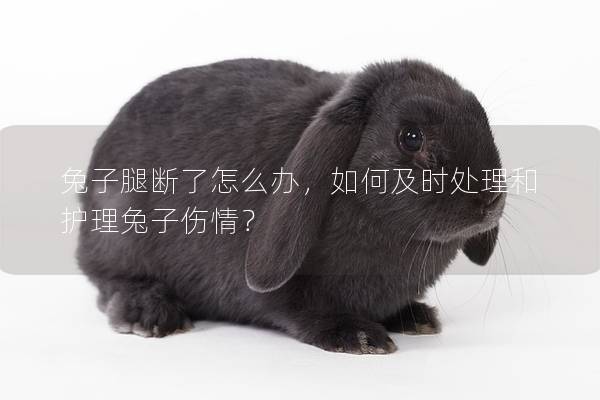 兔子腿断了怎么办，如何及时处理和护理兔子伤情？
