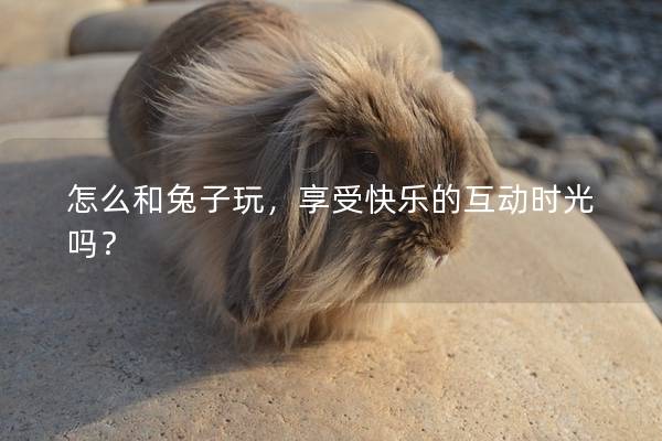 怎么和兔子玩，享受快乐的互动时光吗？