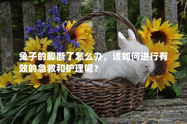 兔子的脚断了怎么办，该如何进行有效的急救和护理呢？
