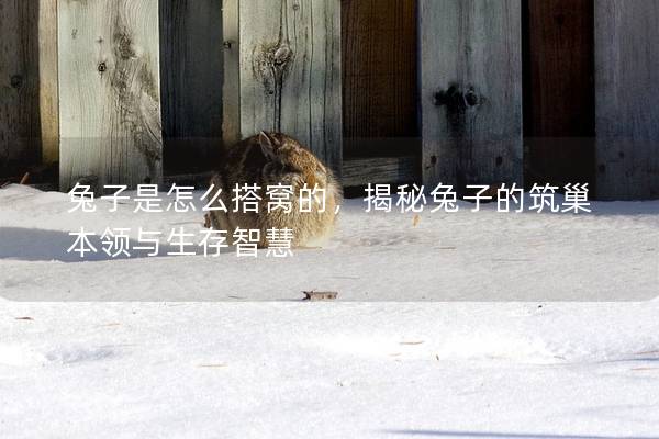 兔子是怎么搭窝的，揭秘兔子的筑巢本领与生存智慧