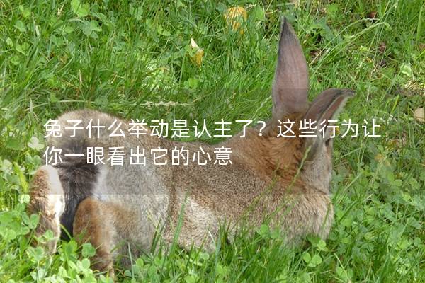 兔子什么举动是认主了？这些行为让你一眼看出它的心意