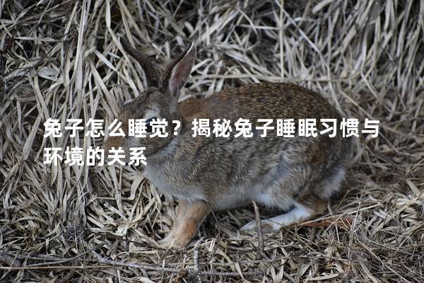 兔子怎么睡觉？揭秘兔子睡眠习惯与环境的关系