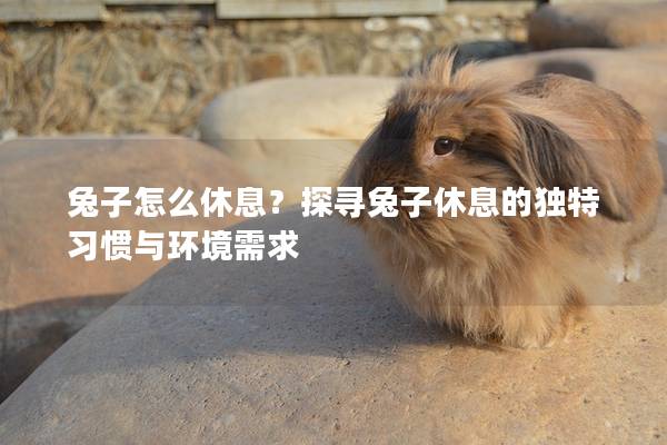 兔子怎么休息？探寻兔子休息的独特习惯与环境需求