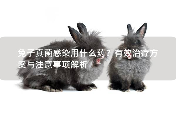 兔子真菌感染用什么药？有效治疗方案与注意事项解析