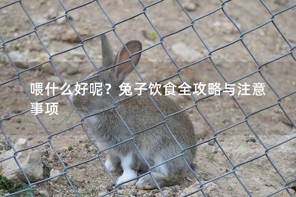 喂什么好呢？兔子饮食全攻略与注意事项
