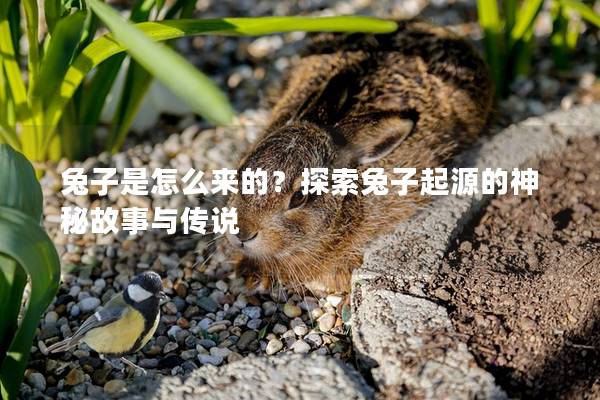 兔子是怎么来的？探索兔子起源的神秘故事与传说