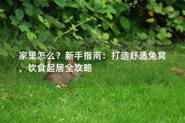 家里怎么？新手指南：打造舒适兔窝，饮食起居全攻略