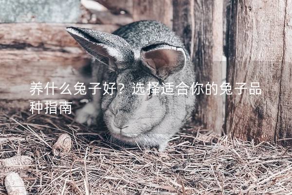 养什么兔子好？选择适合你的兔子品种指南