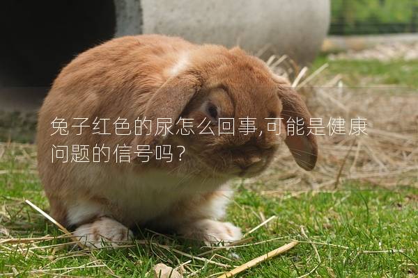 兔子红色的尿怎么回事,可能是健康问题的信号吗？