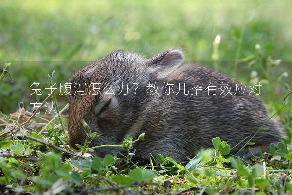 兔子腹泻怎么办？教你几招有效应对方法