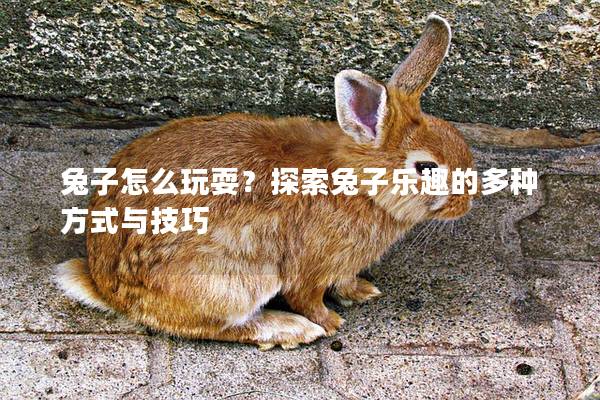 兔子怎么玩耍？探索兔子乐趣的多种方式与技巧