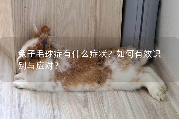 兔子毛球症有什么症状？如何有效识别与应对？