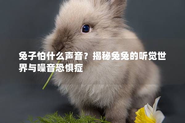 兔子怕什么声音？揭秘兔兔的听觉世界与噪音恐惧症