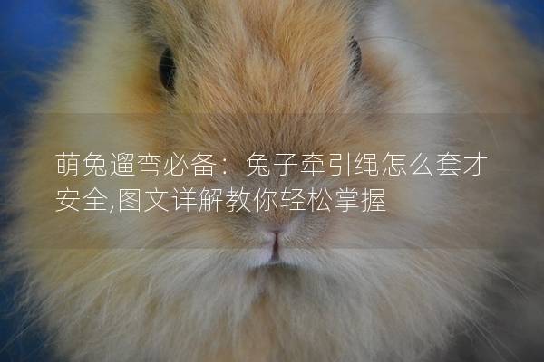 萌兔遛弯必备：兔子牵引绳怎么套才安全,图文详解教你轻松掌握