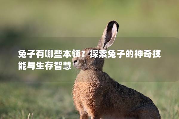 兔子有哪些本领？探索兔子的神奇技能与生存智慧