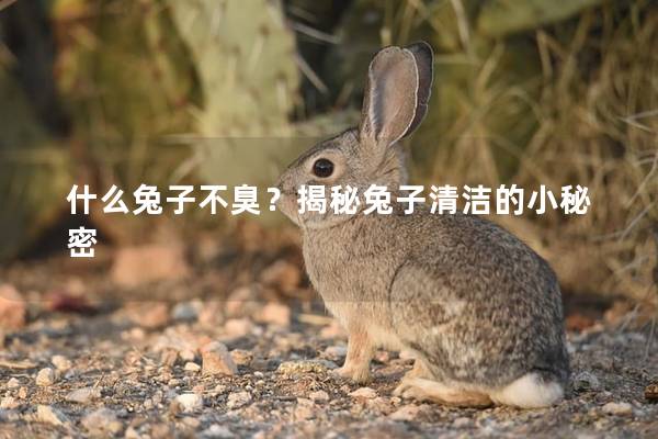 什么兔子不臭？揭秘兔子清洁的小秘密