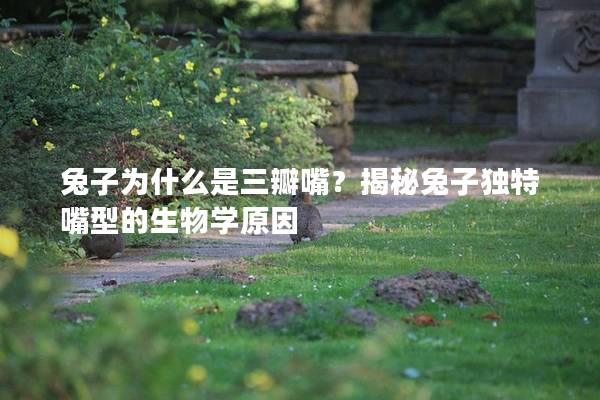 兔子为什么是三瓣嘴？揭秘兔子独特嘴型的生物学原因