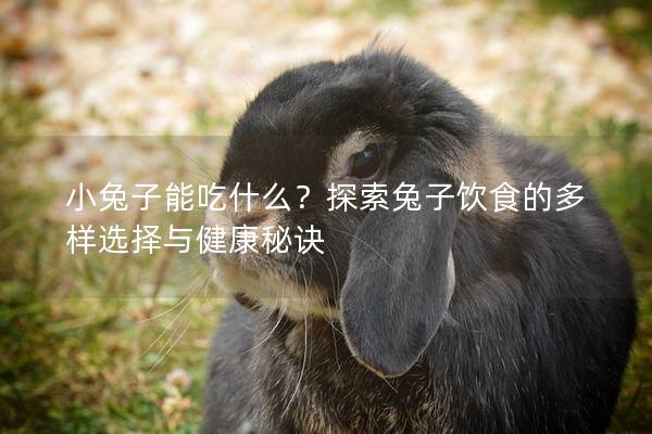 小兔子能吃什么？探索兔子饮食的多样选择与健康秘诀