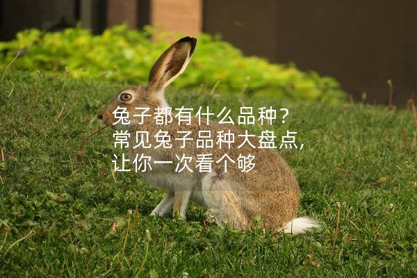 兔子都有什么品种？ 常见兔子品种大盘点, 让你一次看个够