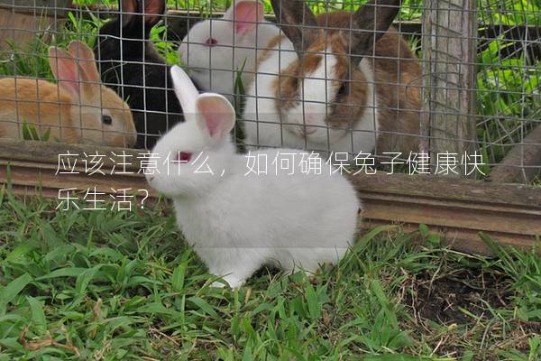 应该注意什么，如何确保兔子健康快乐生活？