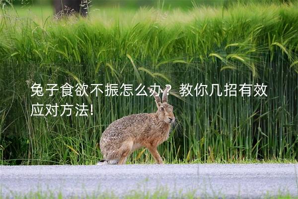 兔子食欲不振怎么办？教你几招有效应对方法!