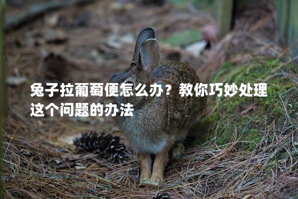 兔子拉葡萄便怎么办？教你巧妙处理这个问题的办法