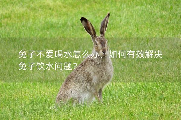 兔子不爱喝水怎么办，如何有效解决兔子饮水问题？