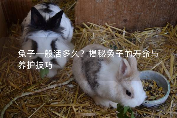 兔子一般活多久？揭秘兔子的寿命与养护技巧