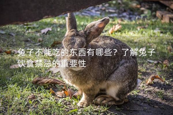 兔子不能吃的东西有哪些？了解兔子饮食禁忌的重要性