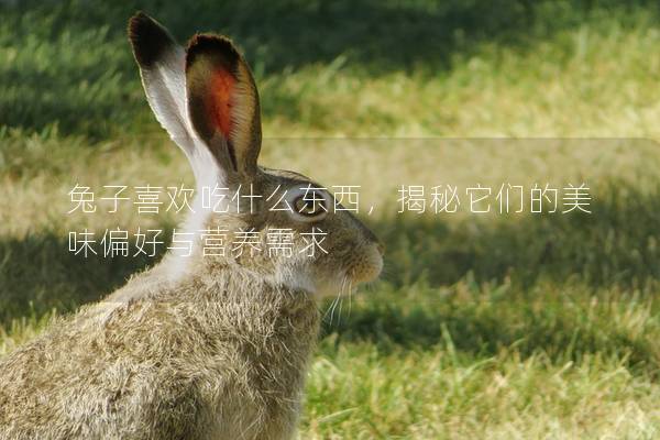 兔子喜欢吃什么东西，揭秘它们的美味偏好与营养需求