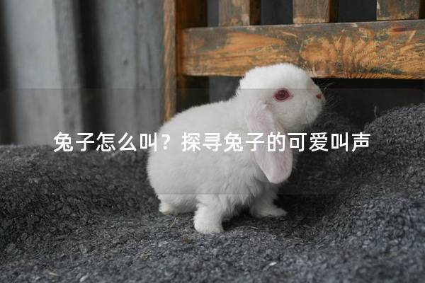 兔子怎么叫？探寻兔子的可爱叫声