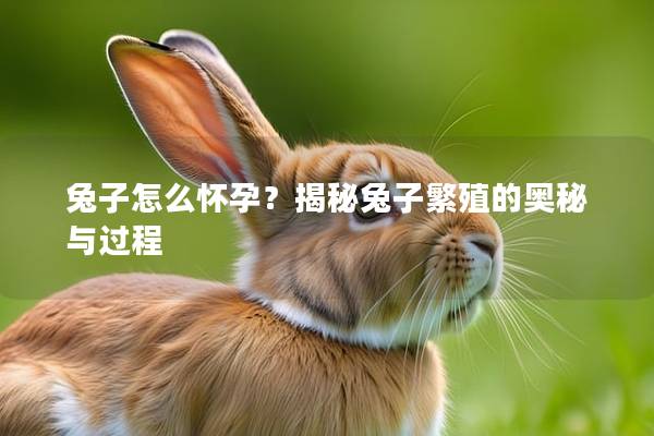 兔子怎么怀孕？揭秘兔子繁殖的奥秘与过程