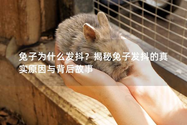 兔子为什么发抖？揭秘兔子发抖的真实原因与背后故事