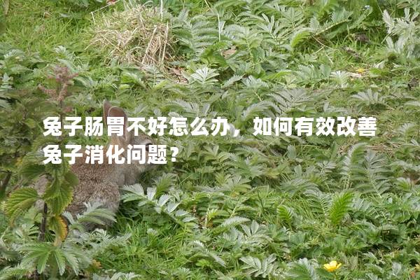 兔子肠胃不好怎么办，如何有效改善兔子消化问题？