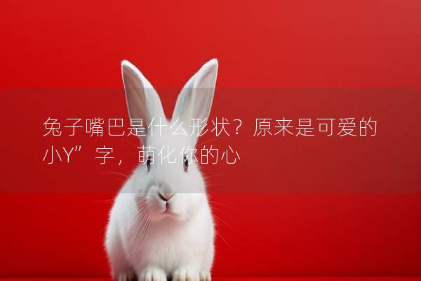 兔子嘴巴是什么形状？原来是可爱的小Y”字，萌化你的心