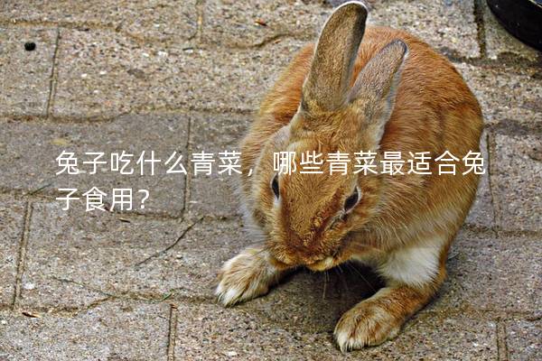 兔子吃什么青菜，哪些青菜最适合兔子食用？