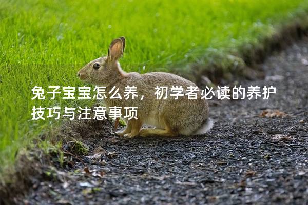 兔子宝宝怎么养，初学者必读的养护技巧与注意事项
