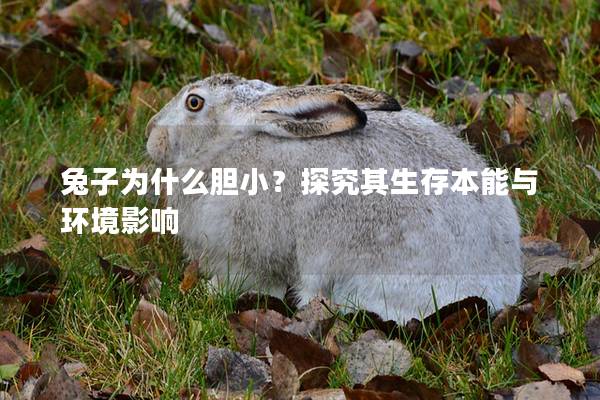 兔子为什么胆小？探究其生存本能与环境影响