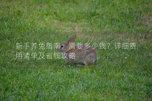 新手养兔指南：需要多少钱？详细费用清单及省钱攻略