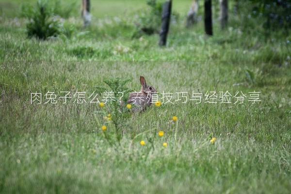 肉兔子怎么养？养殖技巧与经验分享