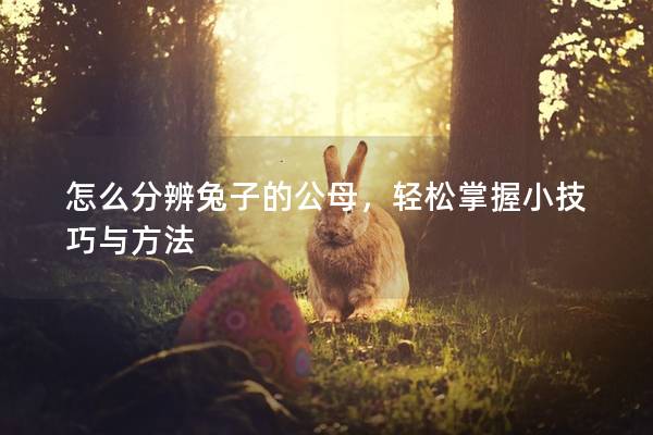 怎么分辨兔子的公母，轻松掌握小技巧与方法