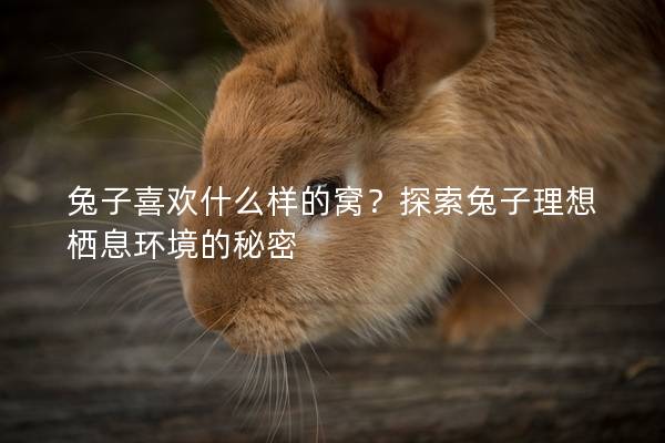 兔子喜欢什么样的窝？探索兔子理想栖息环境的秘密