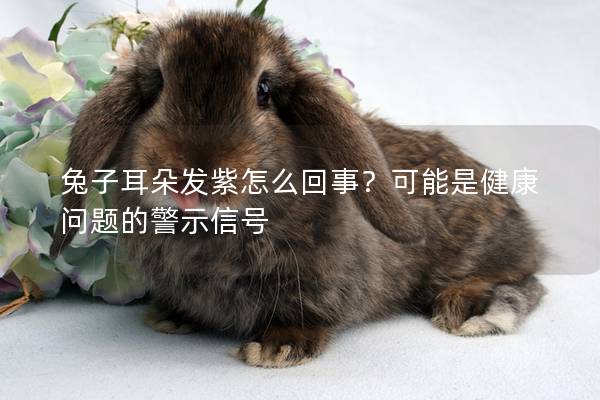 兔子耳朵发紫怎么回事？可能是健康问题的警示信号