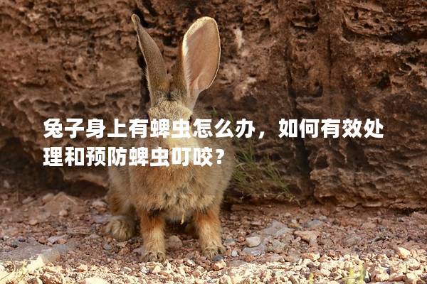 兔子身上有蜱虫怎么办，如何有效处理和预防蜱虫叮咬？