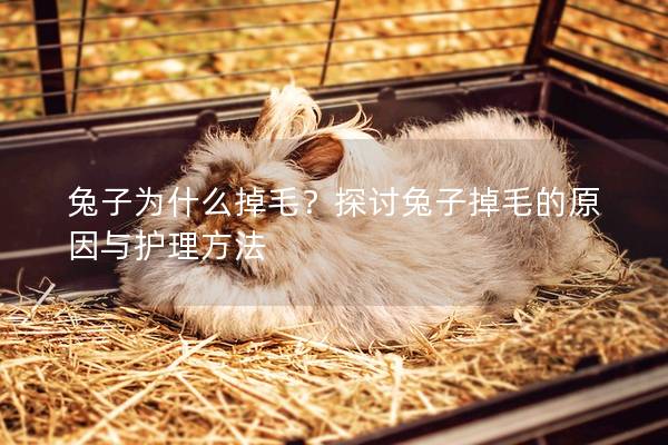 兔子为什么掉毛？探讨兔子掉毛的原因与护理方法