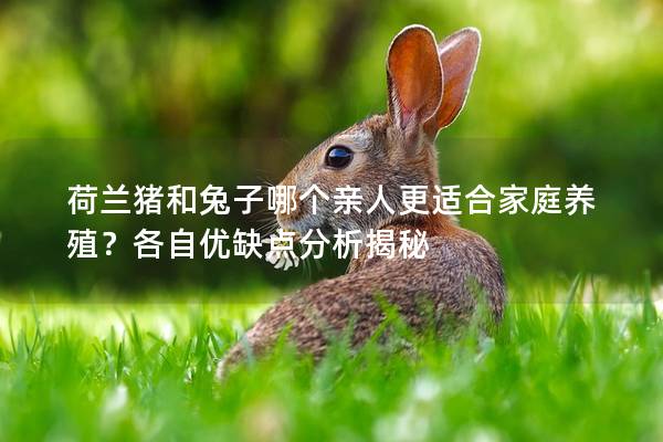 荷兰猪和兔子哪个亲人更适合家庭养殖？各自优缺点分析揭秘