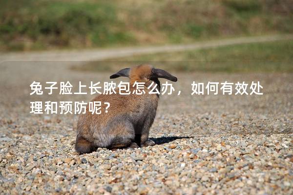 兔子脸上长脓包怎么办，如何有效处理和预防呢？